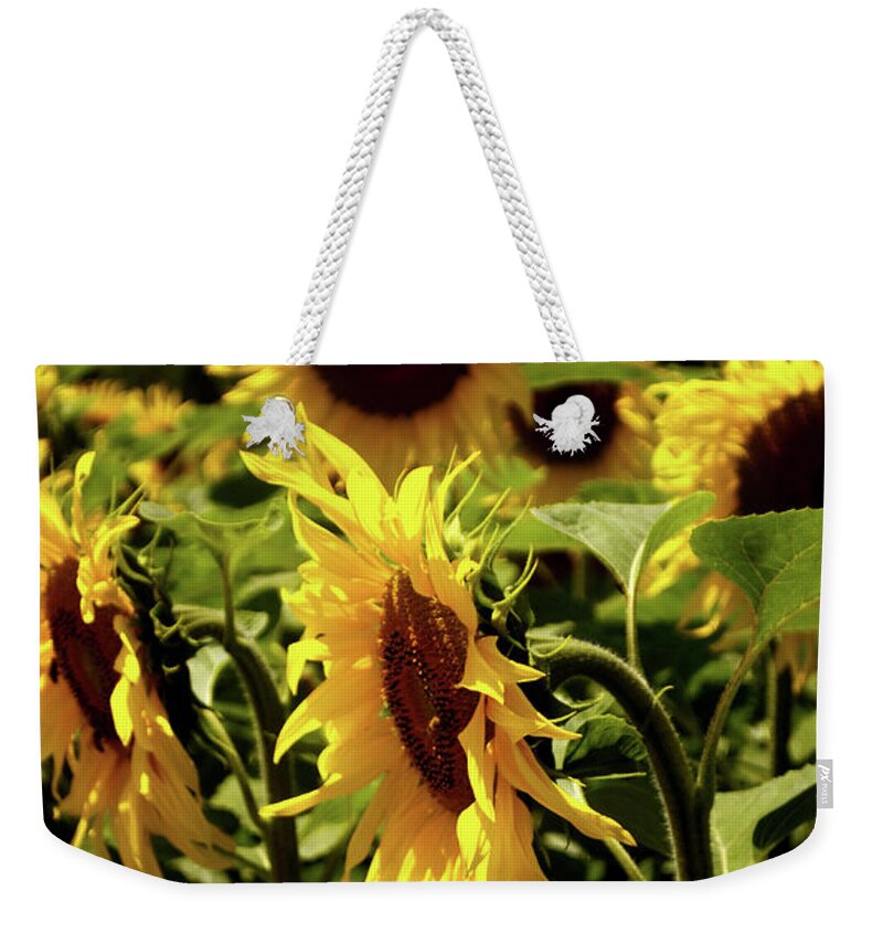 Michelle Meenawong Weekender Tote Bag featuring the photograph A Bunch Of Sunflowers by Michelle Meenawong