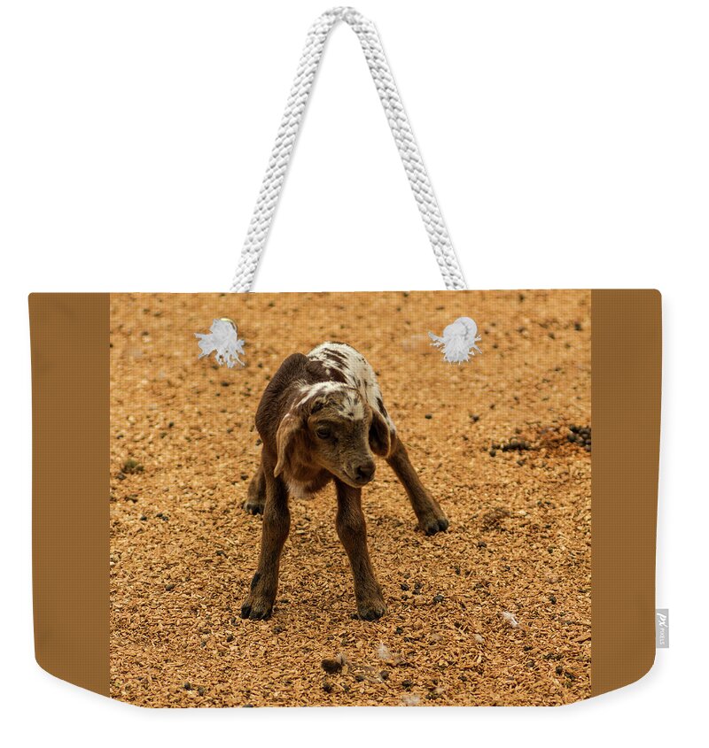 A Case Of The Wobbles Weekender Tote Bag by Tania Read - Fine Art America