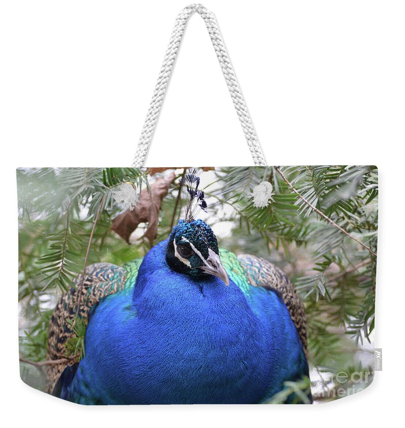 Peacock Weekender Tote Bag featuring the photograph A Close Up Look at a Blue Peafowl by DejaVu Designs