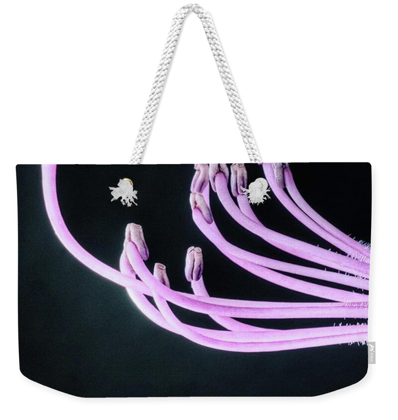Beautiful Weekender Tote Bag featuring the photograph A Close Up Of The Reproductive Parts Of by John Edwards