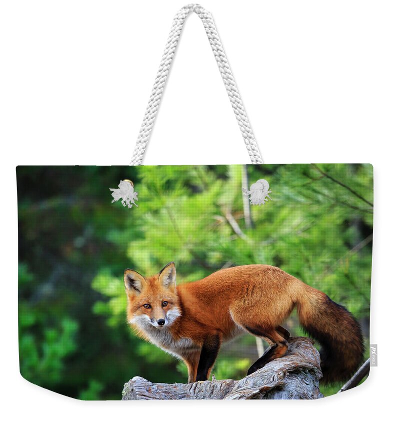 Gary Hall Weekender Tote Bag featuring the photograph A Cunning Hunter by Gary Hall