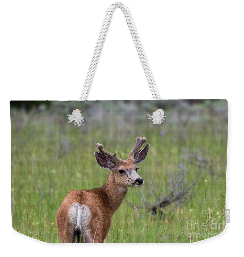 Deer Weekender Tote Bag featuring the photograph A deer in Yellowstone National Park by Brandon Bonafede
