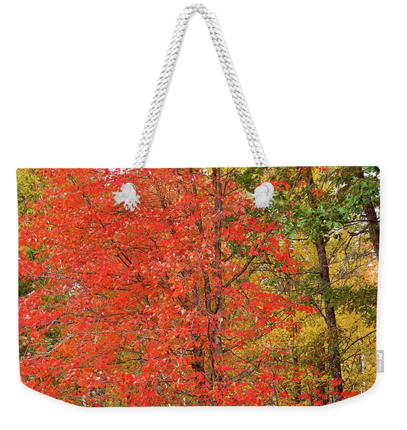 Fall Portrait Weekender Tote Bag featuring the photograph A Fall Forest Portrait by Gwen Gibson