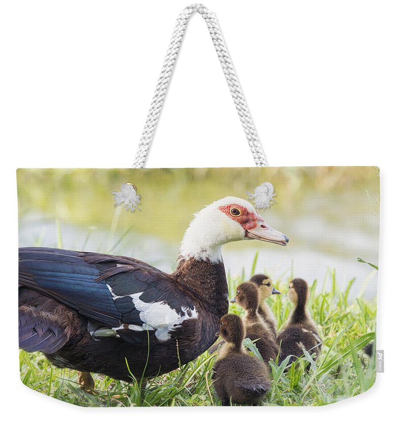 Muscovy Duck Weekender Tote Bag featuring the photograph A Family Outing by Saija Lehtonen