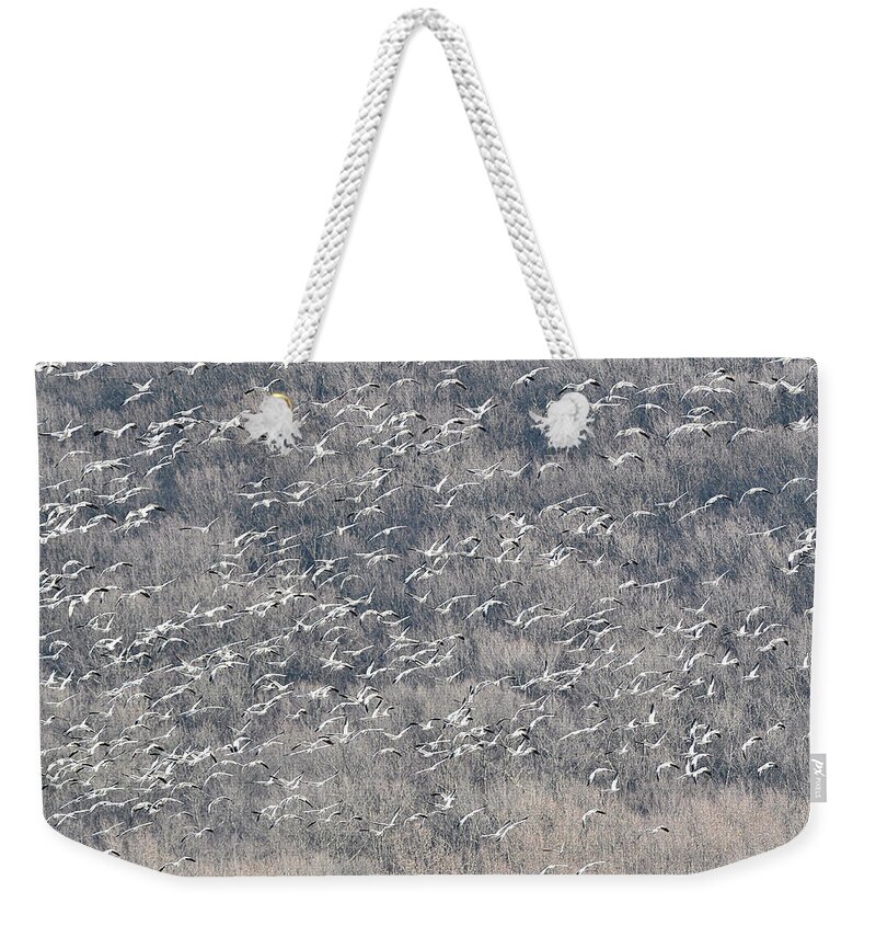 Snow Geese Weekender Tote Bag featuring the photograph A Gathering of Snow Geese by William Jobes