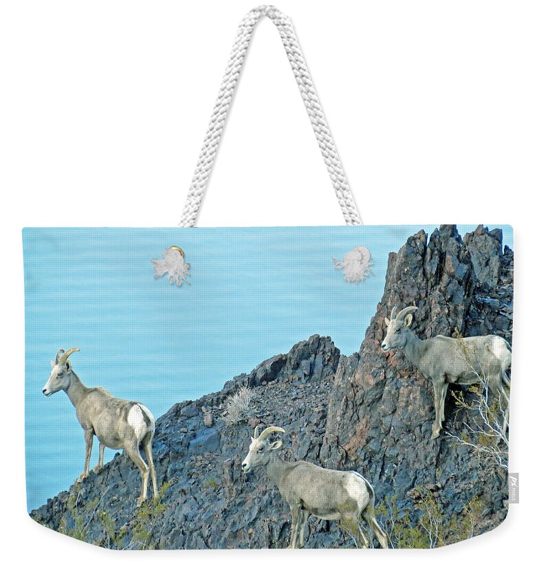 Sheep Weekender Tote Bag featuring the photograph A Group Of Desert Bighorn Sheep by Kay Novy
