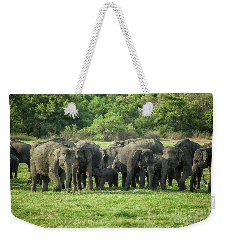 Animal Weekender Tote Bag featuring the photograph A herd of elephants with young by Patricia Hofmeester