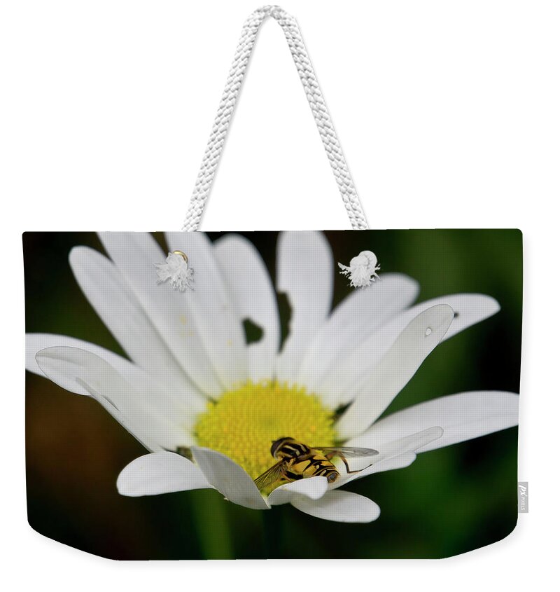 Nature Weekender Tote Bag featuring the photograph A Hoverfly and a Daisy by Elena Perelman