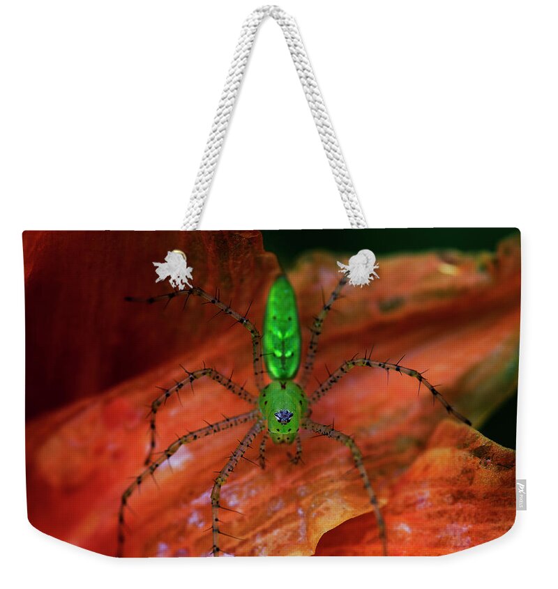 Spider Weekender Tote Bag featuring the photograph A Little Creepy Crawler by Mike Eingle