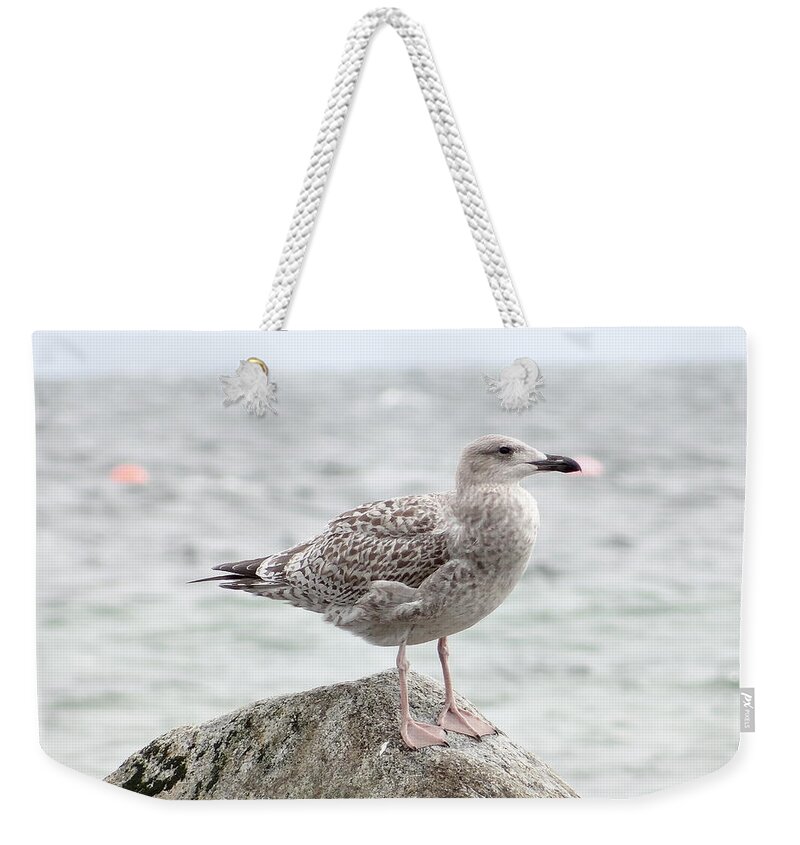 Gull Weekender Tote Bag featuring the photograph A moment of rest by Karin Ravasio