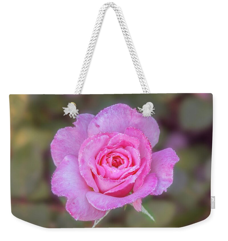 Rose Weekender Tote Bag featuring the photograph A pink rose kissed by morning dew. by Usha Peddamatham