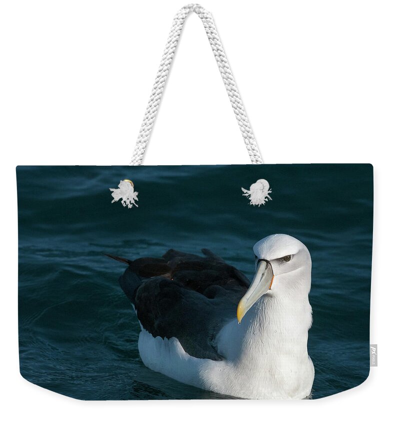 Albatross Weekender Tote Bag featuring the photograph A portrait of an Albatross by Usha Peddamatham