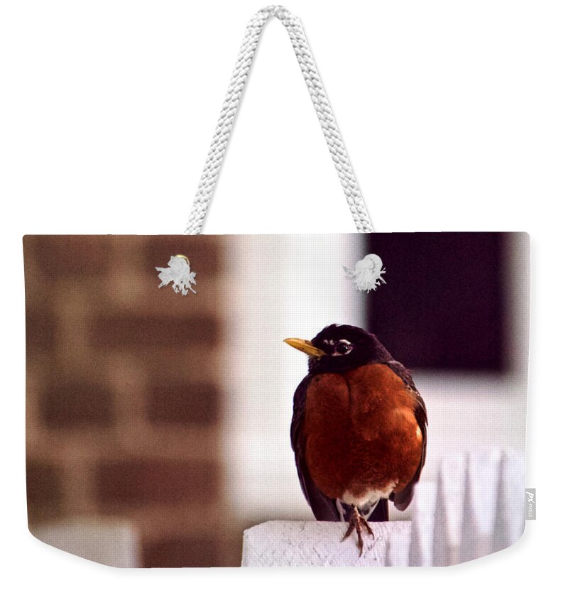 Robin Weekender Tote Bag featuring the photograph A Red Bird by Rachel Morrison