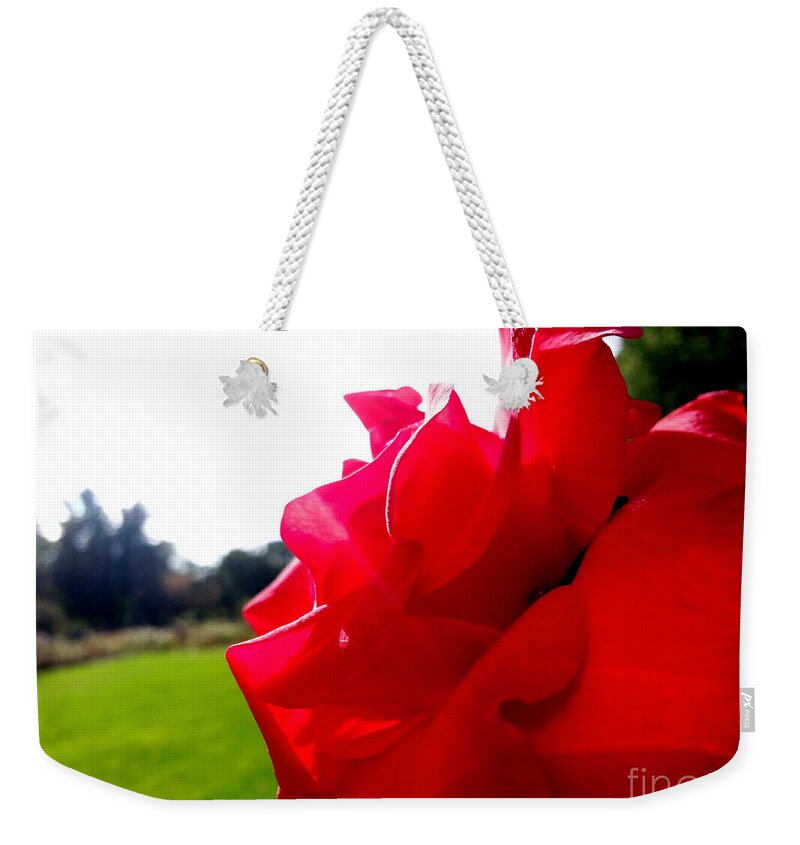 Rose Weekender Tote Bag featuring the photograph A Rose in the Sun by Robert Knight