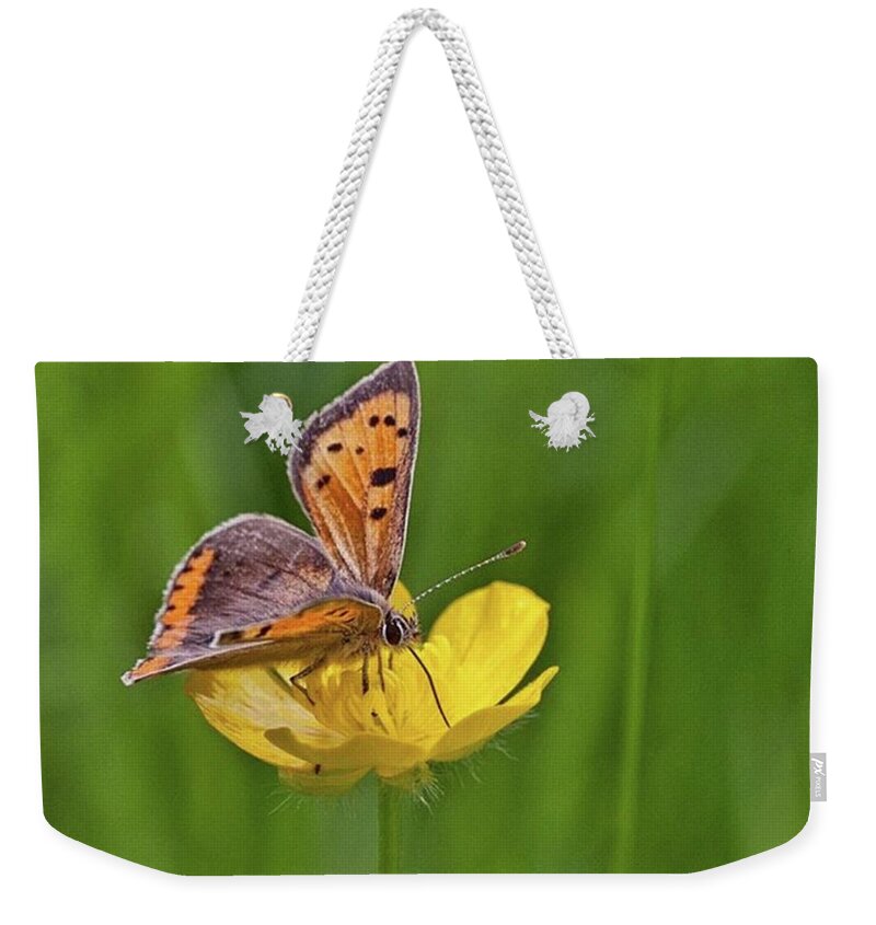 Insect Weekender Tote Bag featuring the photograph A Small Copper Butterfly (lycaena by John Edwards