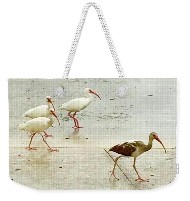 Egrets Weekender Tote Bag featuring the photograph A Step Ahead by Suzanne Udell Levinger