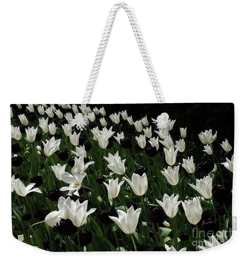 A Study In Black And White Tulips Weekender Tote Bag featuring the photograph A Study in Black and White Tulips by Victoria Harrington