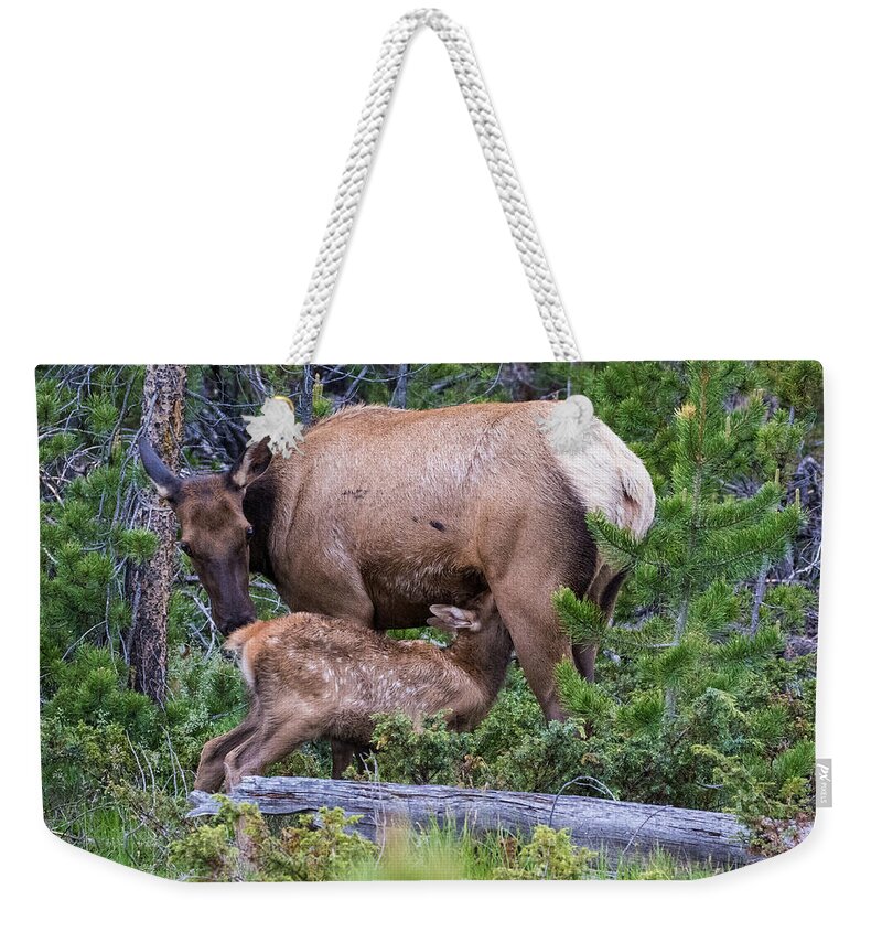 Elk Calf Weekender Tote Bag featuring the photograph A Sweet Moment In Time by Mindy Musick King