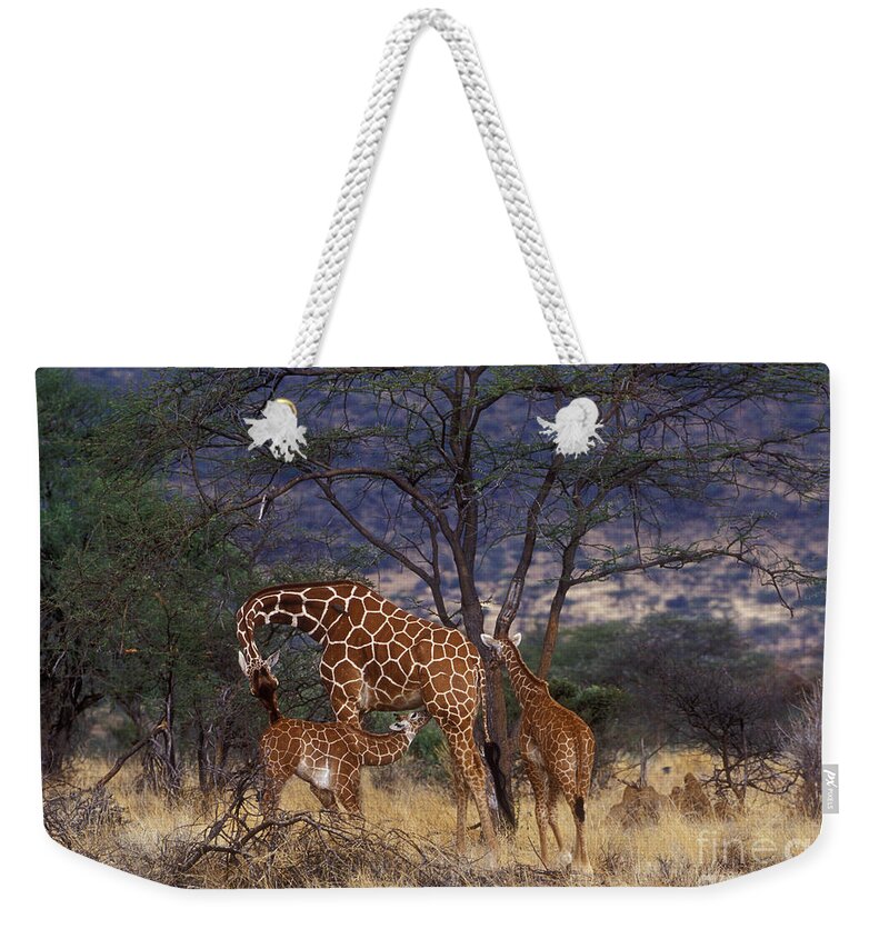 Giraffe Weekender Tote Bag featuring the photograph A Tender Moment by Sandra Bronstein