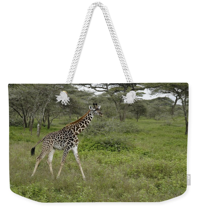 Africa Weekender Tote Bag featuring the photograph A Walk in the Woods by Michele Burgess