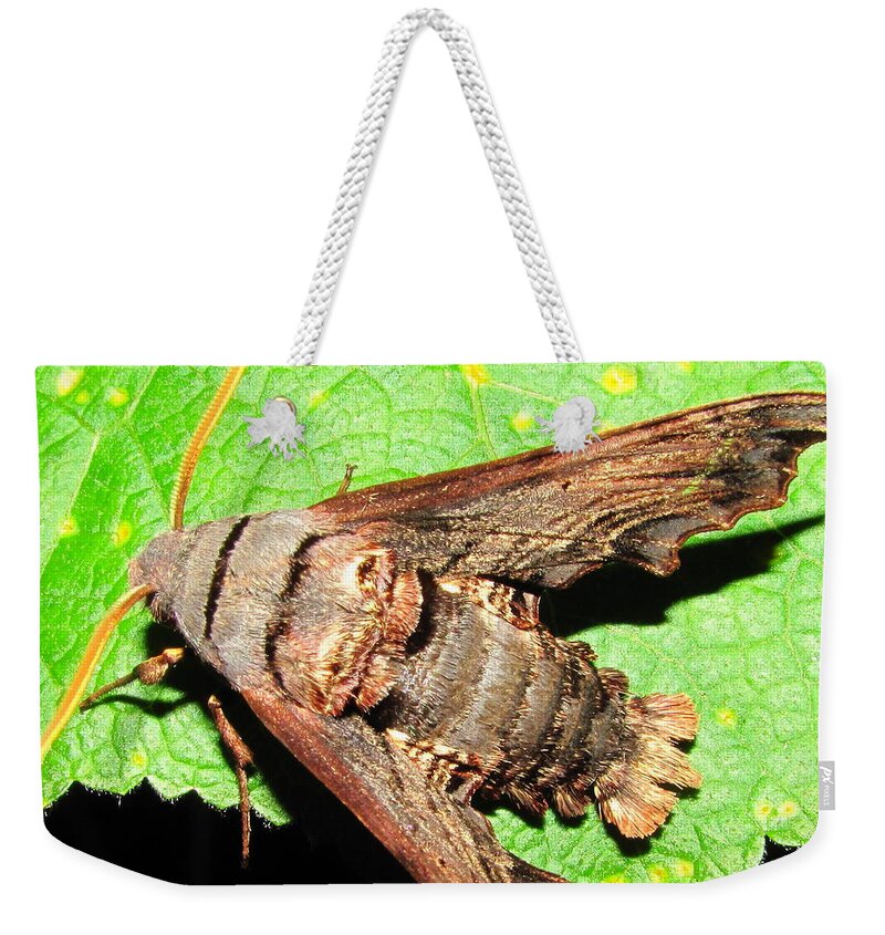 Abbotts Sphinx Weekender Tote Bag featuring the photograph Abbotts Sphinx Moth by Joshua Bales