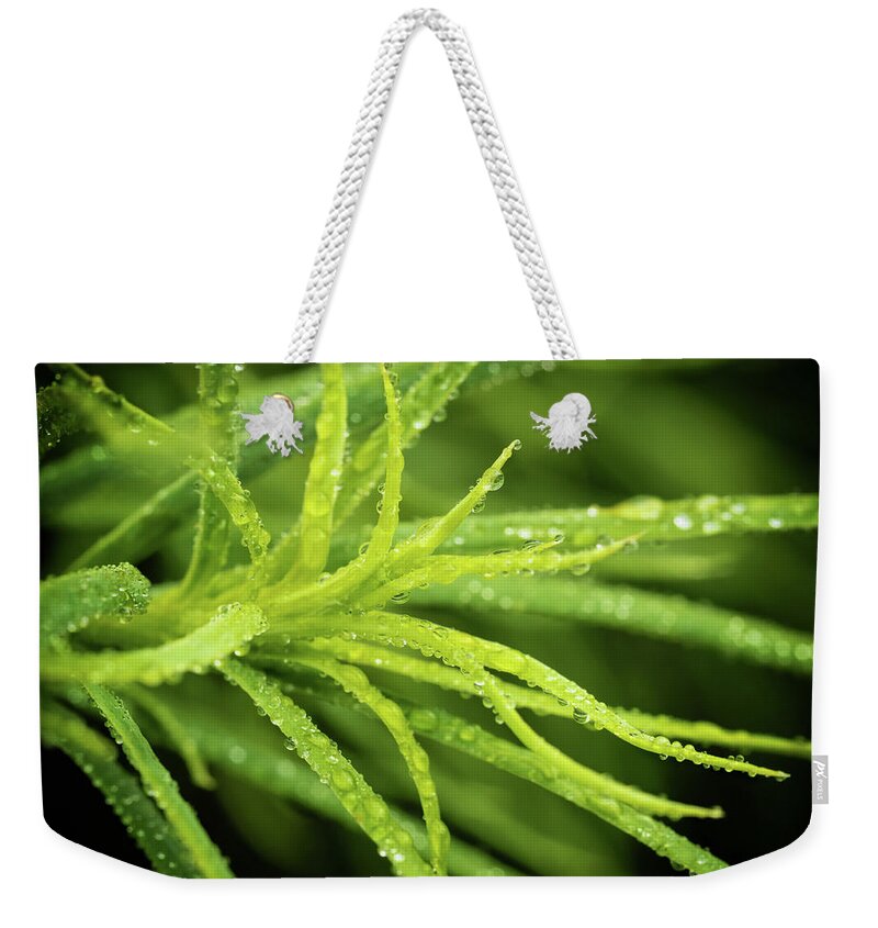 Acacia Weekender Tote Bag featuring the photograph Acacia Macro by Nick Bywater