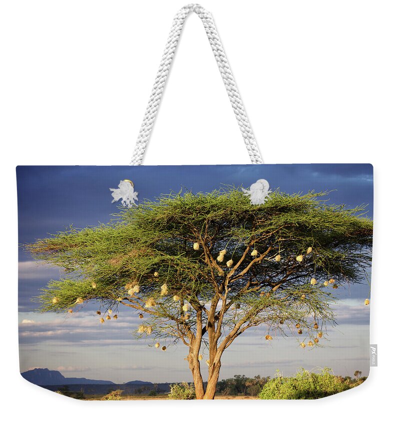 Acacia Weekender Tote Bag featuring the photograph Acacia tree in Kenya by Steven Upton
