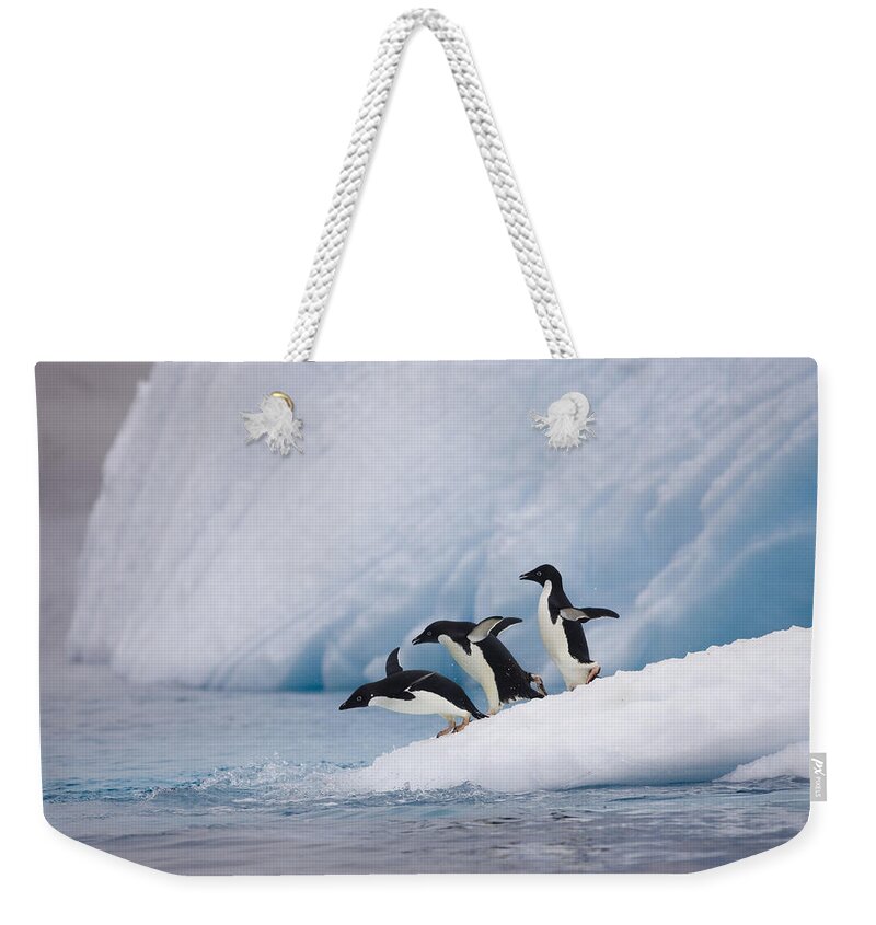 007651815 Weekender Tote Bag featuring the photograph Adelie Penguin Trio Diving by Suzi Eszterhas