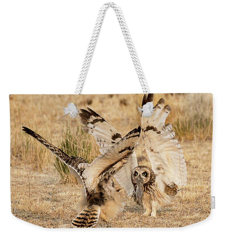Bird Weekender Tote Bag featuring the photograph Adult Short Eared Owl Feeding Its Young by Dennis Hammer
