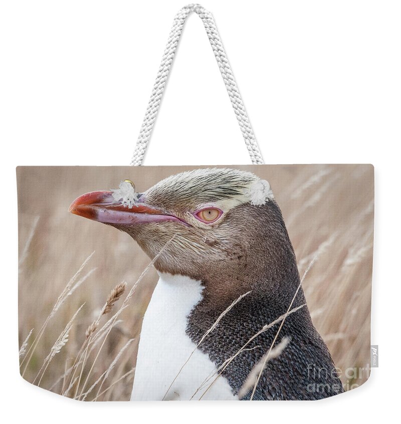 Yellow-eyed Penguin Weekender Tote Bag featuring the photograph Adult Yellow-eyed Penguin 3 by Werner Padarin