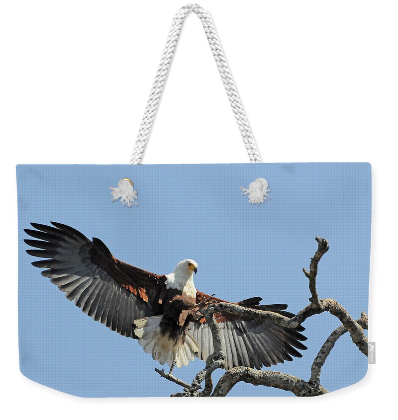 Africa Weekender Tote Bag featuring the photograph African Fish Eagle by Ted Keller