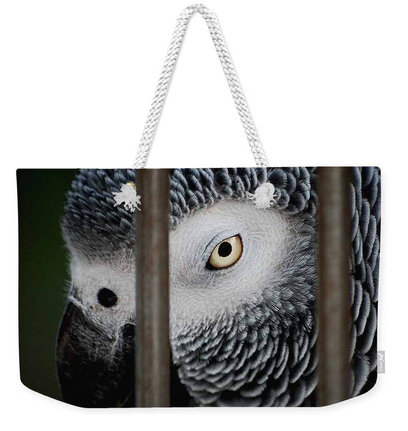 African Grey Weekender Tote Bag featuring the photograph African Grey by Robert Meanor