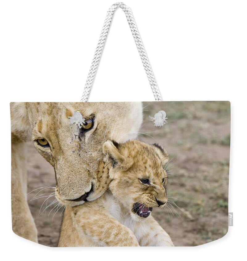 00761319 Weekender Tote Bag featuring the photograph African Lion Mother Picking Up Cub by Suzi Eszterhas