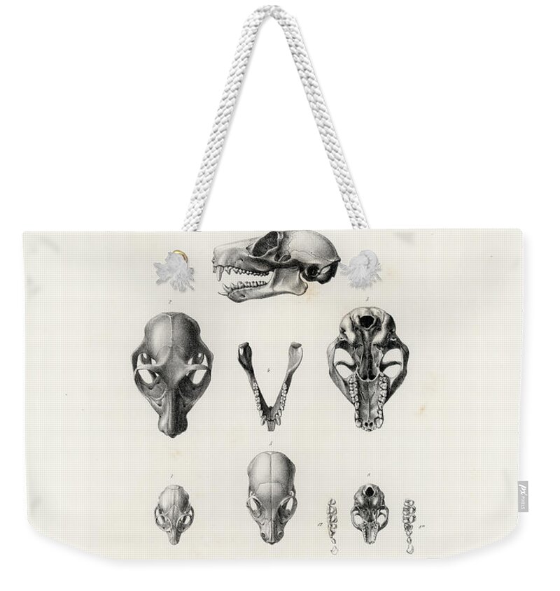 Mammals Weekender Tote Bag featuring the drawing African Mammal skulls by Hugo Troschel