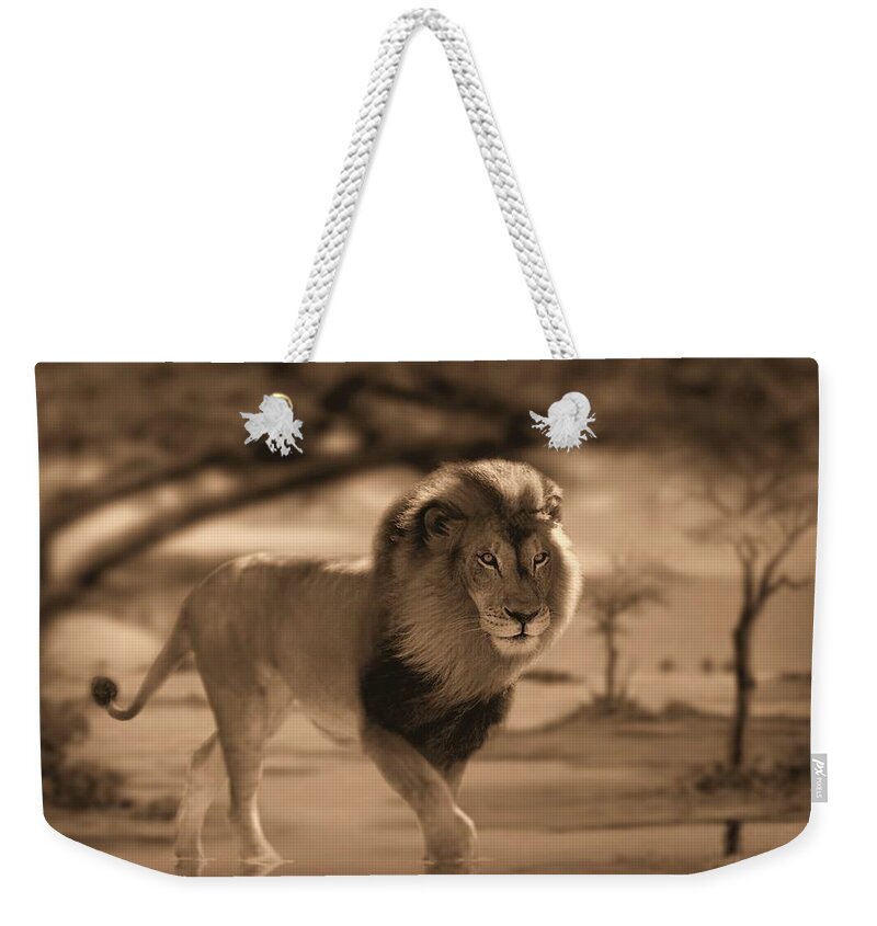 Lions Weekender Tote Bag featuring the photograph African Nomad by Bill Stephens