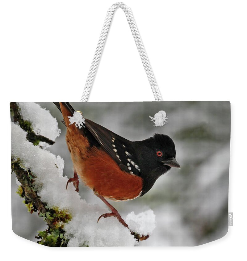 Spotted Towhee Weekender Tote Bag featuring the photograph After the Snow Storm 365-293 by Inge Riis McDonald