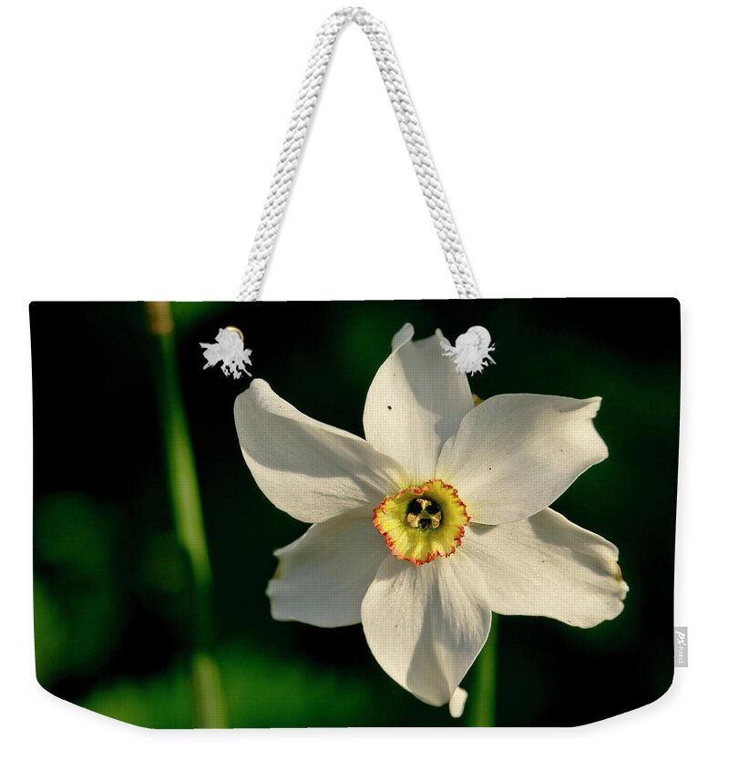 Forest Weekender Tote Bag featuring the photograph Afternoon of Narcissus Poeticus. by Elena Perelman