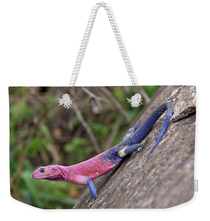Agama Weekender Tote Bag featuring the photograph Agama by Jackie Russo