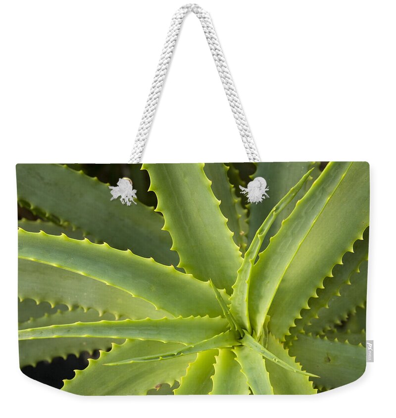00429844 Weekender Tote Bag featuring the photograph Agave Big Sur California by Sebastian Kennerknecht