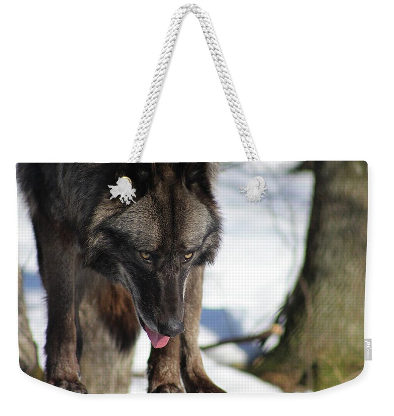 Wolf Weekender Tote Bag featuring the photograph Alaskan Tundra Wolf by Azthet Photography