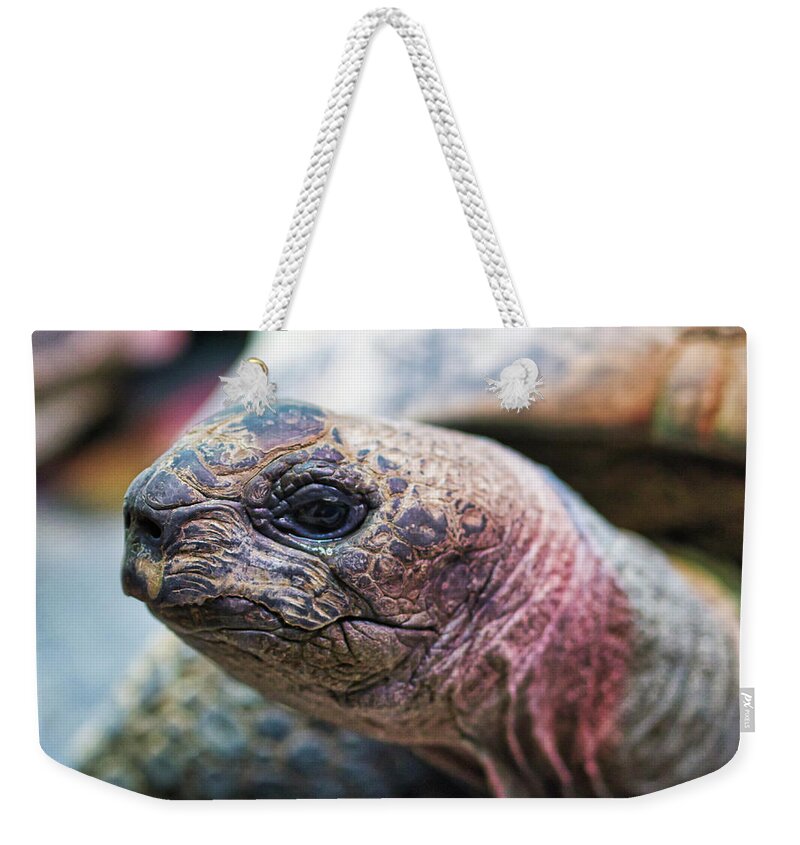 Aldabara Weekender Tote Bag featuring the photograph Aldabra Tortoise - Madison Zoo by Steven Ralser