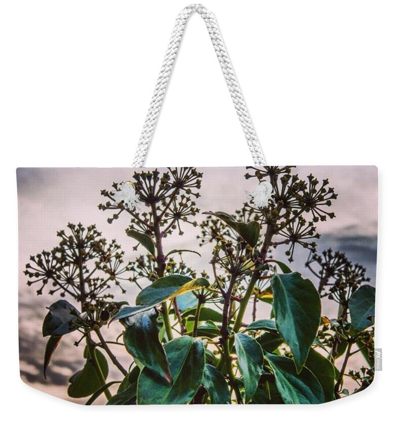 Plants Weekender Tote Bag featuring the photograph Alive by Aleck Cartwright