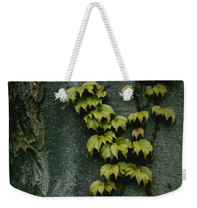 Trunk Weekender Tote Bag featuring the photograph Alive by Yuka Kato