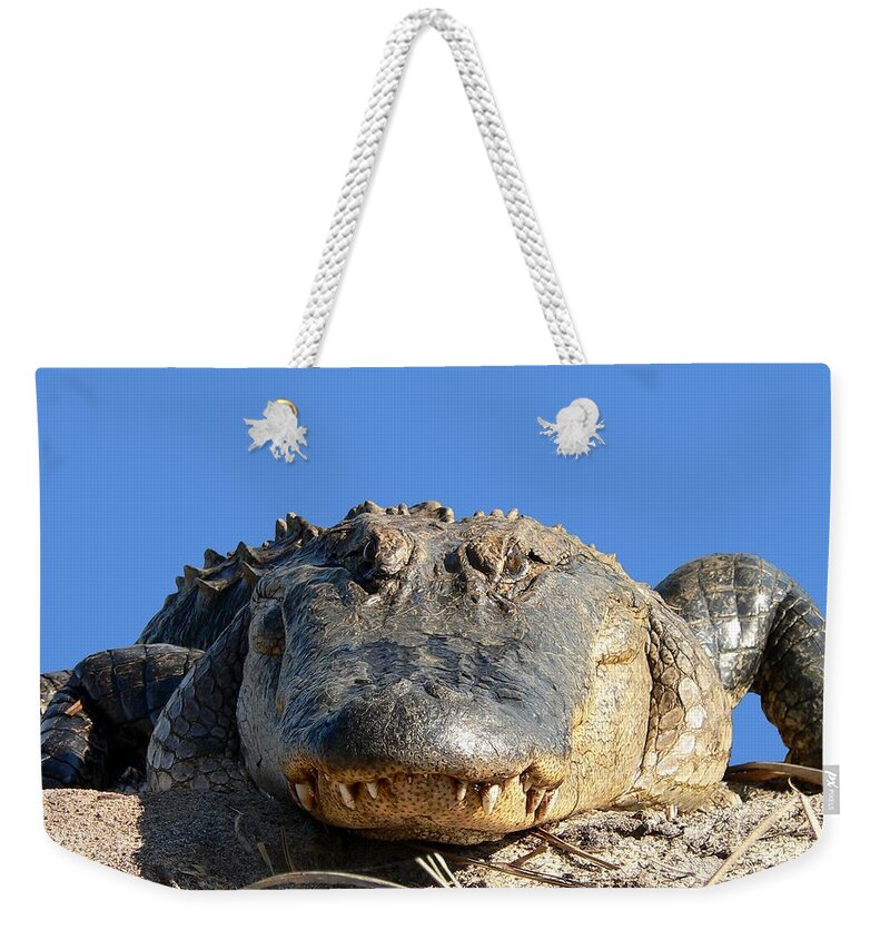 Gator Weekender Tote Bag featuring the photograph Alligator Approach .png by Al Powell Photography USA