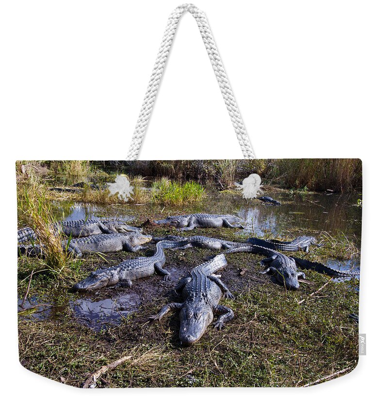 Nature Weekender Tote Bag featuring the photograph Alligators 280 by Michael Fryd