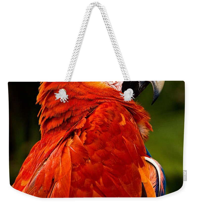 Bird Weekender Tote Bag featuring the photograph Aloof In Red by Christopher Holmes