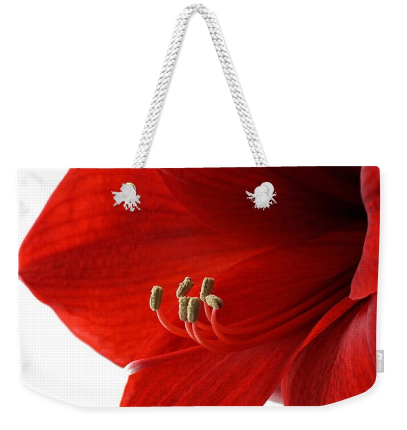 Amaryllis Weekender Tote Bag featuring the photograph Amaryllis on White 3 by Angela Rath