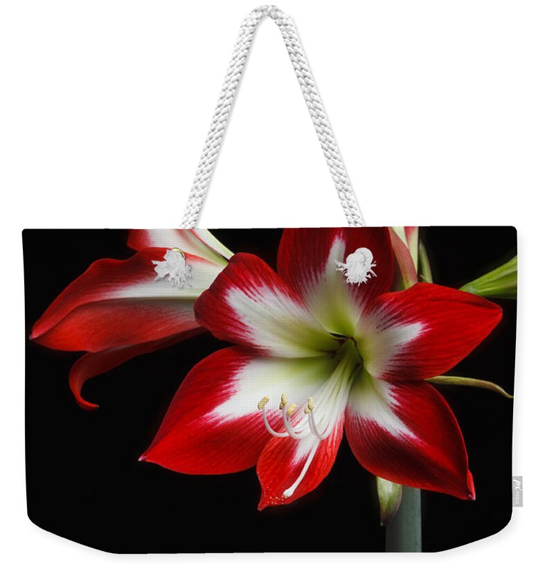 Flower Weekender Tote Bag featuring the photograph Amaryllis 'quito' by Ann Jacobson
