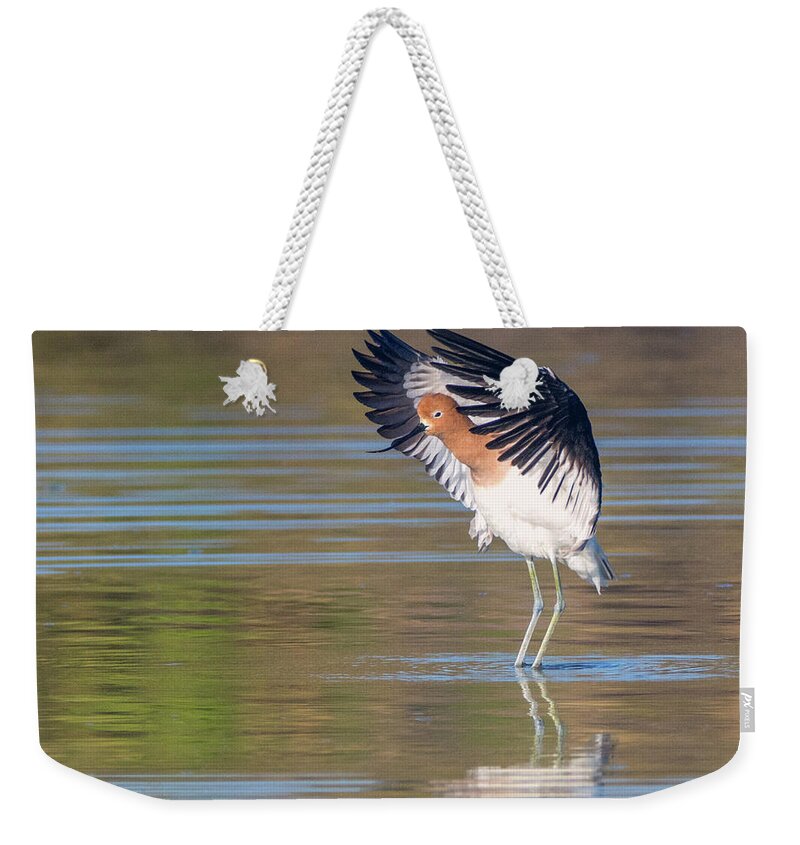 American Weekender Tote Bag featuring the photograph American Avocet 1878-031418-1cr by Tam Ryan