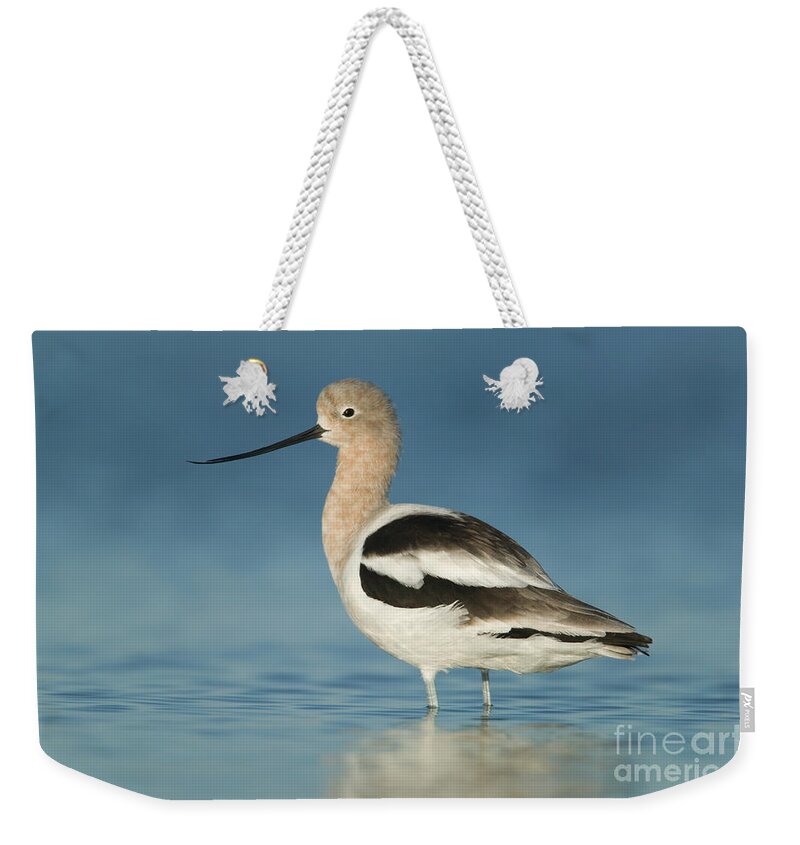 Clarence Holmes Weekender Tote Bag featuring the photograph American Avocet III by Clarence Holmes